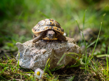 Schildkroete-Auf-Stein